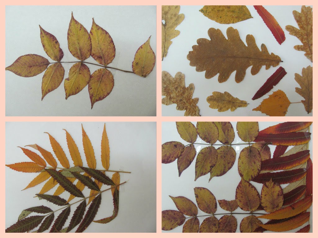 Гербарий из листьев – как правильно сушить листья для гербария » сусеки