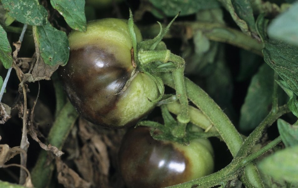 Болезни и вредители томатов — признаки и меры борьбы