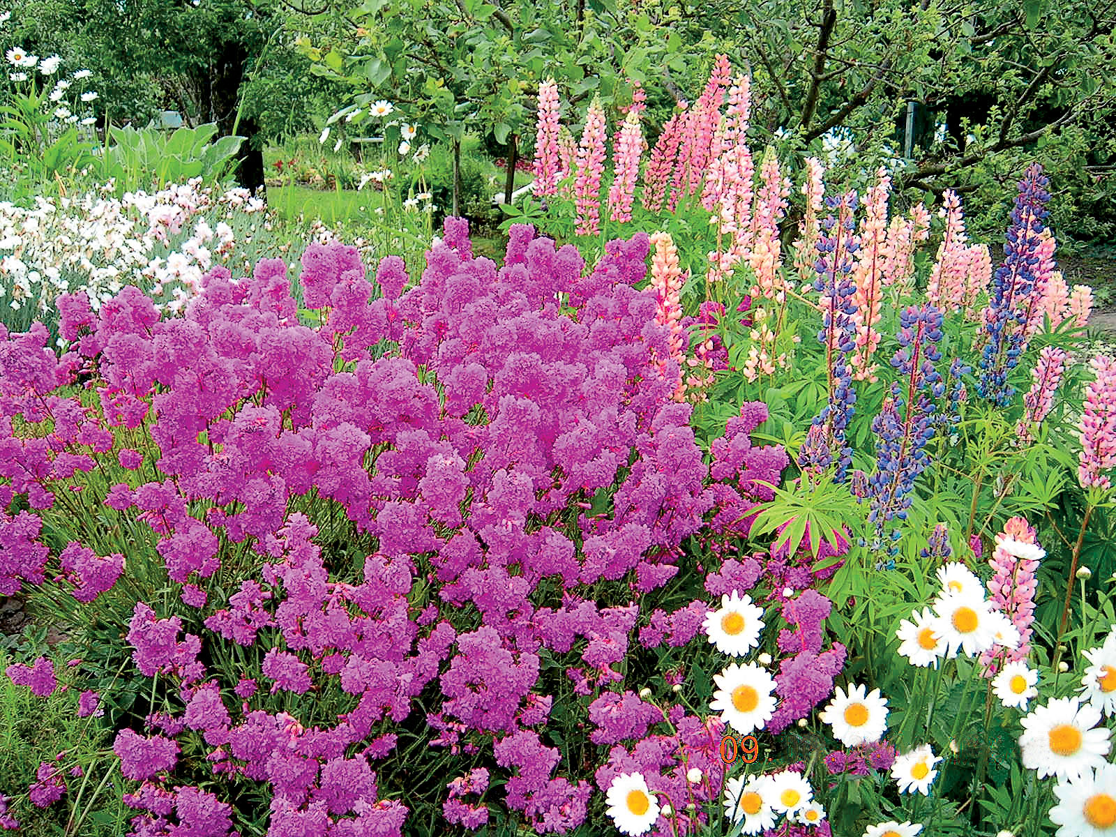 Низкорослые цветы для клумб цветущие все лето: названия с фото