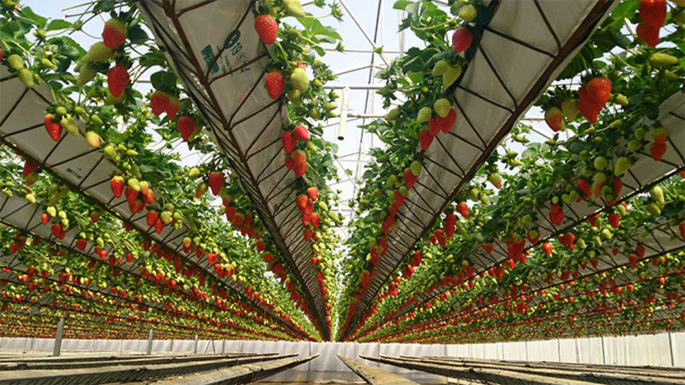 Выращивание клубники в теплице: круглый год зимой и летом для продажи, примерный бизнес план и технология, а также выбор сортов