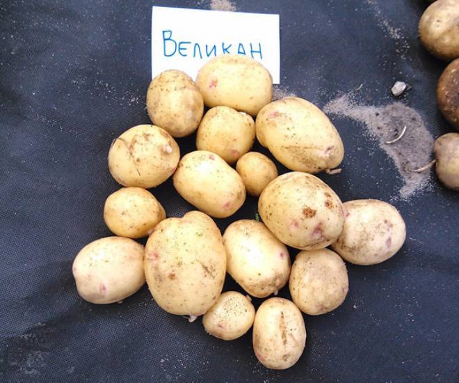 Картофель барин: характеристика и особенности выращивания сорта
