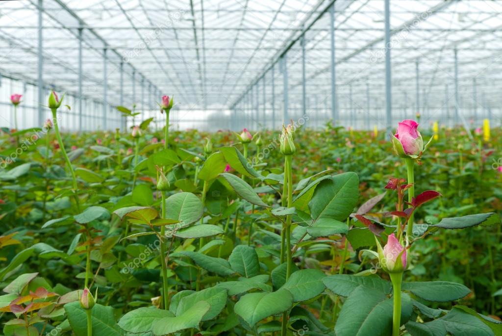 Выращивание роз в теплицах: рентабельность до 300%