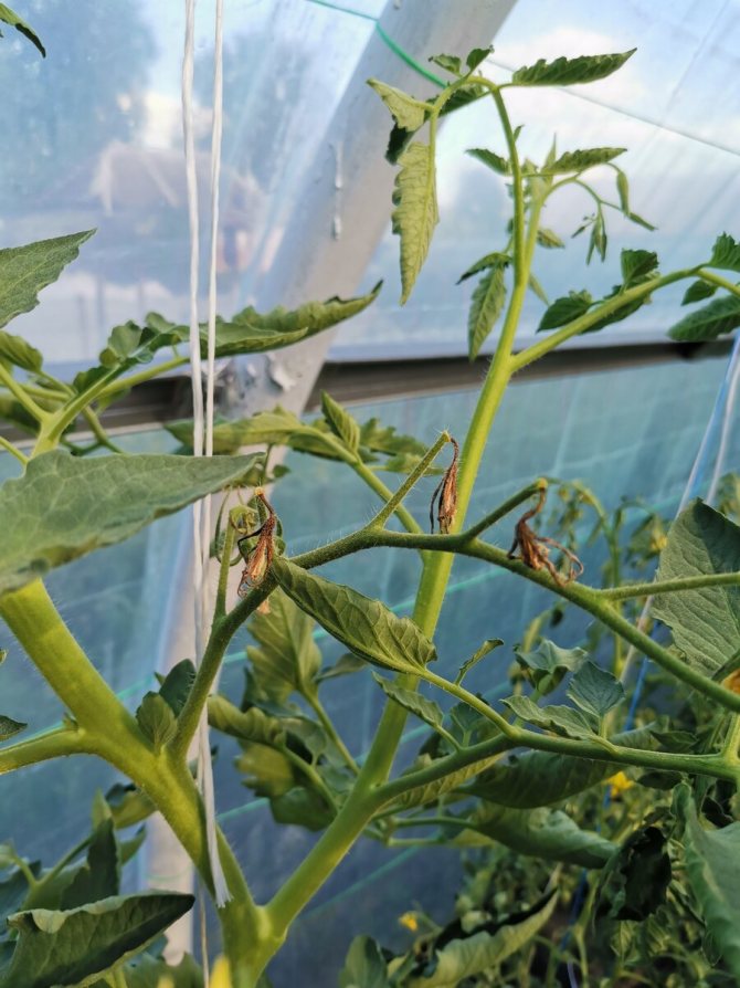 Почему не цветут помидоры - что делать если не завязываются томаты в теплице и на открытом грунте (100 фото)