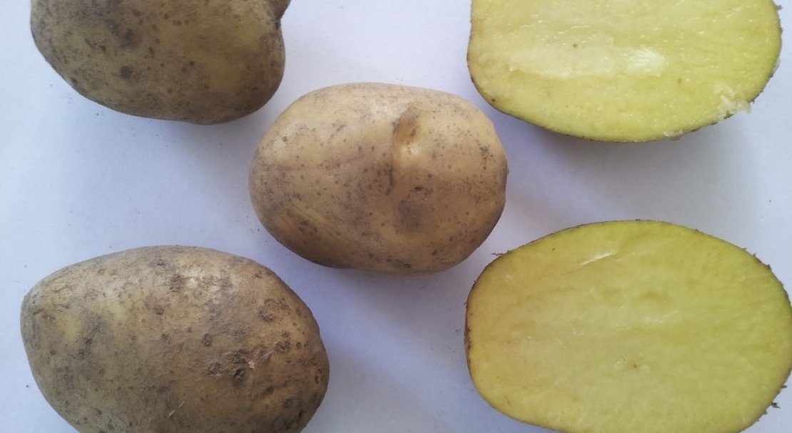 Картофель скарб: описание сорта, выращивание, отзывы