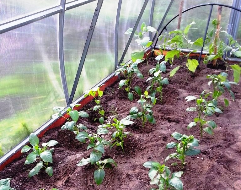 Выращивание перца в теплице: из поликарбоната посадка и уход формирование куста