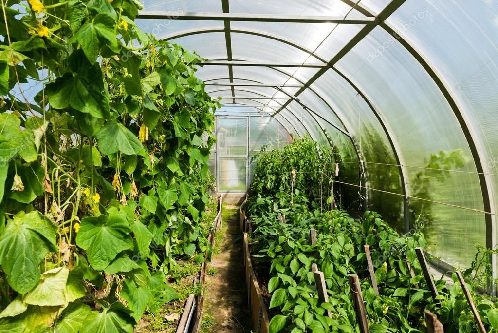 Что можно выращивать в теплице: самые популярные овощи и зелень - сибирский сад
