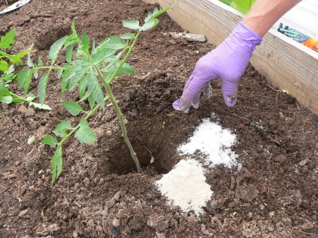 Высадка рассады помидор в открытый грунт: когда высаживать, сроки и время, схема посадки, подготовка почвы, пошаговая инструкция