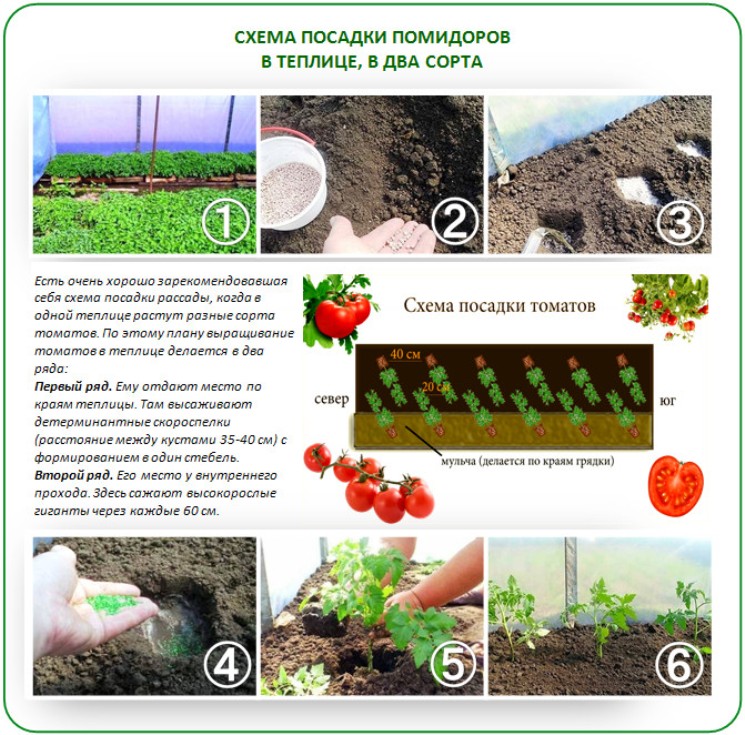 Схема посадки арбузов в теплице расстояние