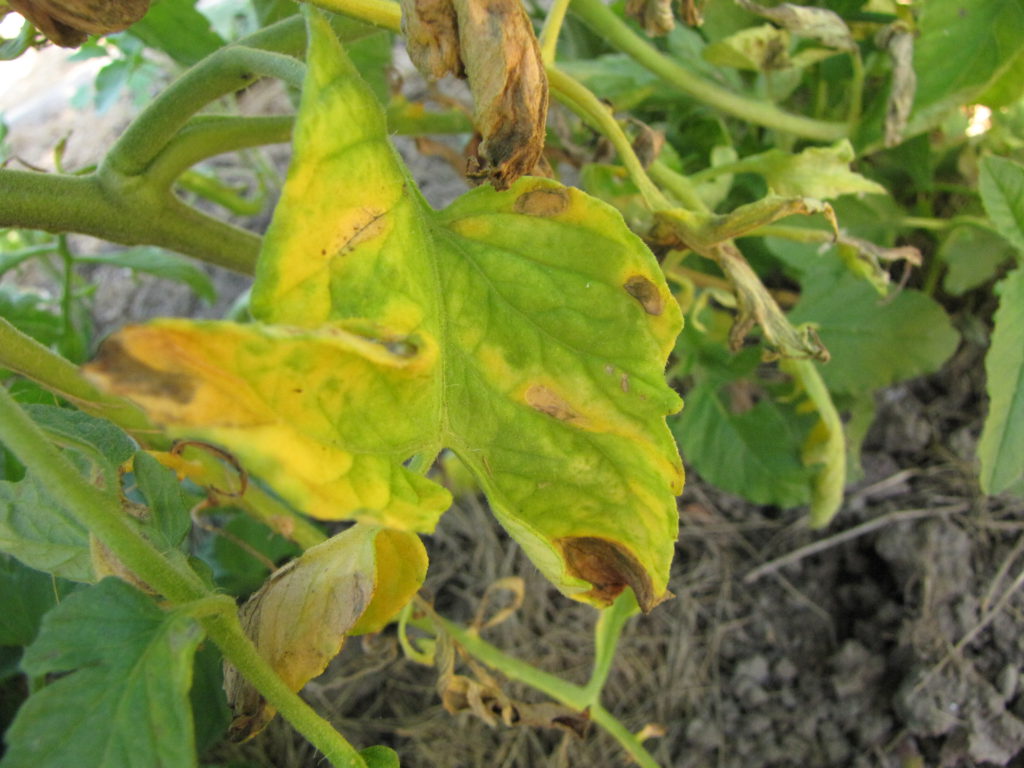 Почему желтеют листья томатов и как этого избежать: 7 главных причин