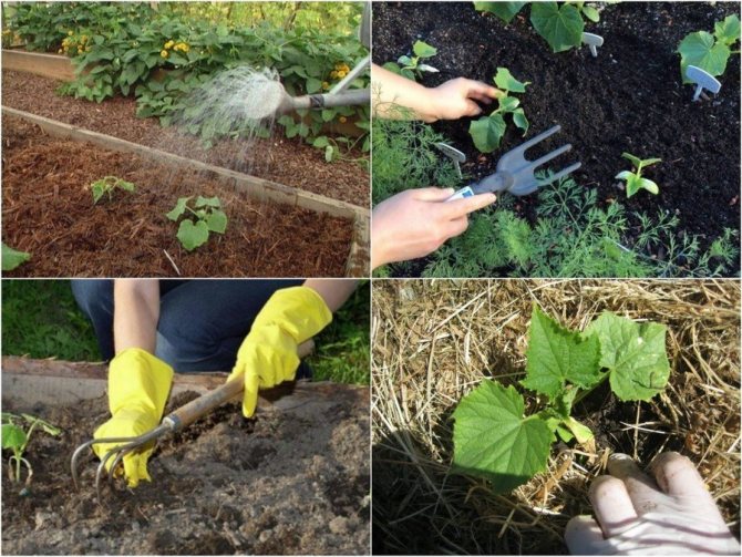 Как подготовить почву под огурцы: в теплице и для открытого грунта, осенью и весной, средства для обеззараживания