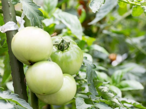 Ускоренное созревание томатов: как ускорить созревание помидор в теплице и открытом грунте, что делать и как дозаривать дома