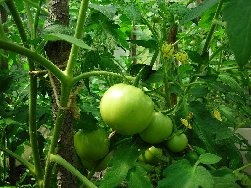Ускорить созревание помидор: лучшие способы дозревания, рекомендации