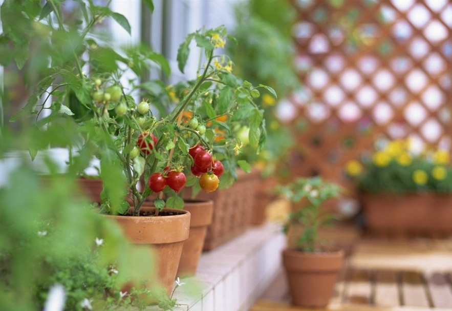 Как растить балконные помидоры