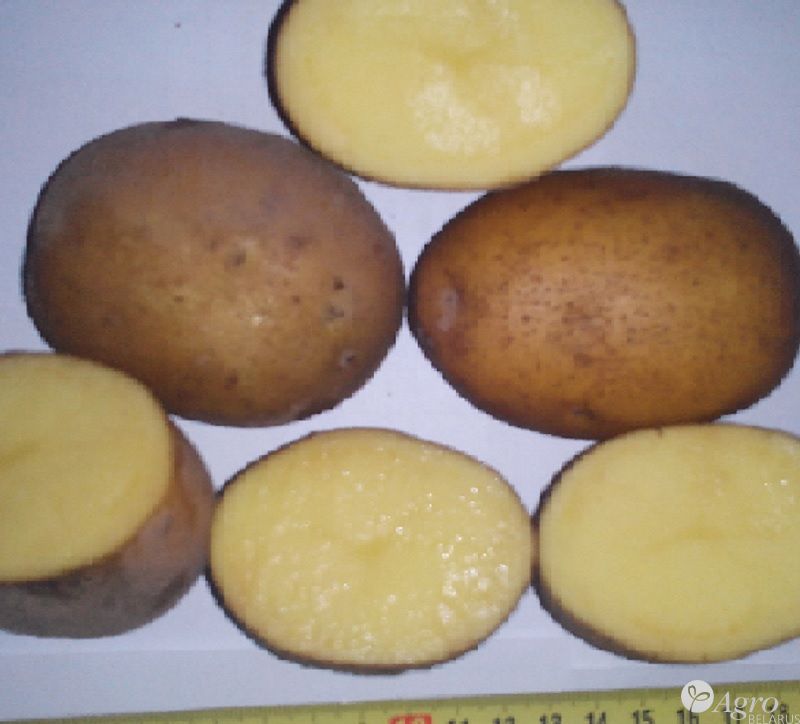 Сорт картофеля скарб: фото, отзывы, описание, характеристики.
