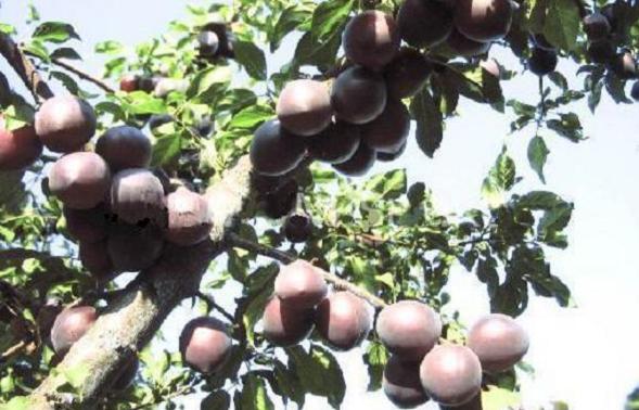 Сорт абрикоса черный принц, описание, характеристика и отзывы