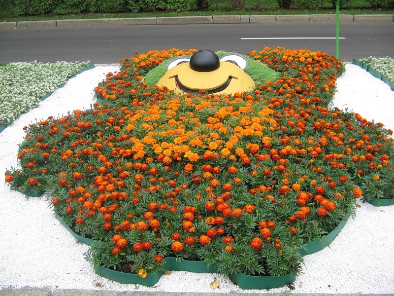 Как использовать бархатцы в ландшафтном дизайне: выращивание цветов и оформление клумб - 14 фото