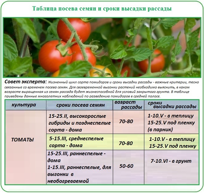 Как правильно высадить рассаду помидор в теплицу?