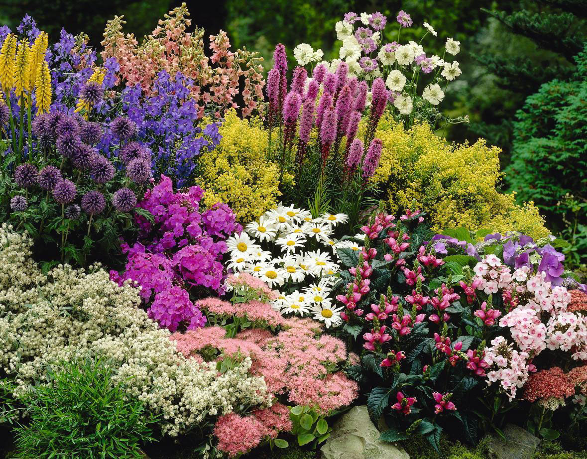 Садовые цветы, которые цветут все лето - фото с названиями (каталог)