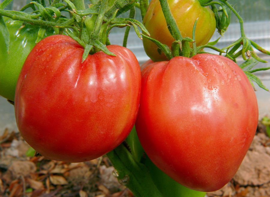 Самые урожайные сорта томатов для теплиц и вкусные