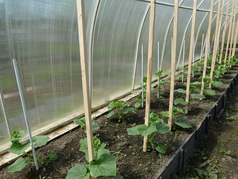 Выращивание огурцов в теплице: правила, советы, рекомендации