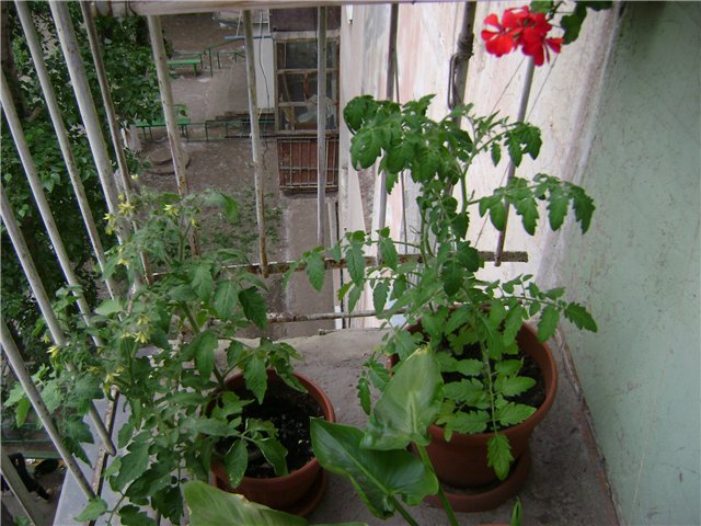 Помидоры на балконе выращивание пошагово