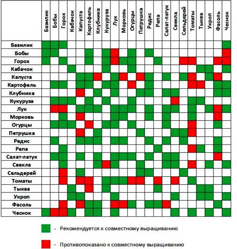 Что с чем можно сажать на одной грядке таблица фото