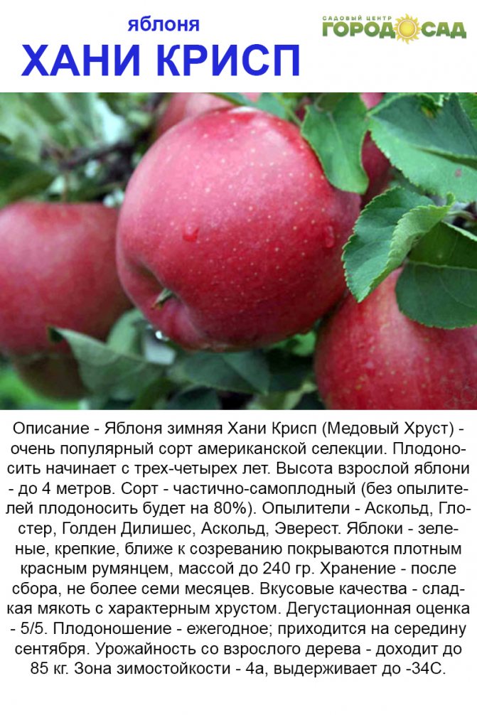 Описание сорта яблони надежное: фото яблок, важные характеристики, урожайность с дерева