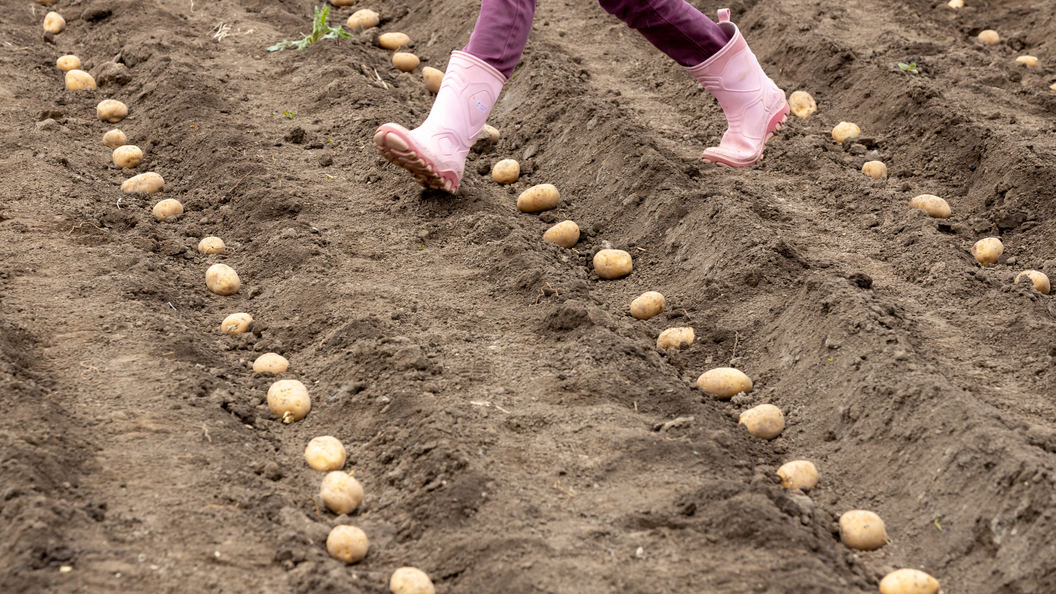 Способы посадки картошки, чтобы получить хороший урожай: сроки, как правильно сажать и на какую глубину