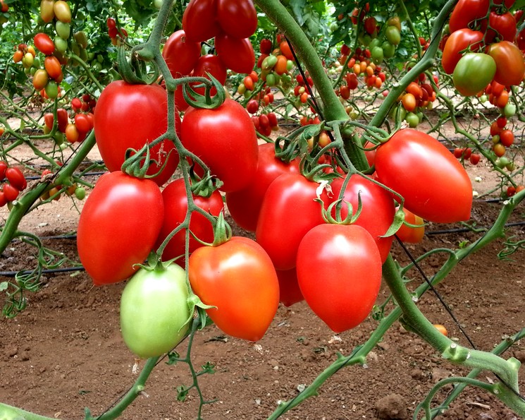 Лучшие сорта томатов для теплиц: какие помидоры самые урожайные, видео