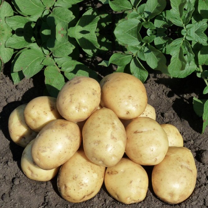 Характеристика и описание сорта картофеля голубизна