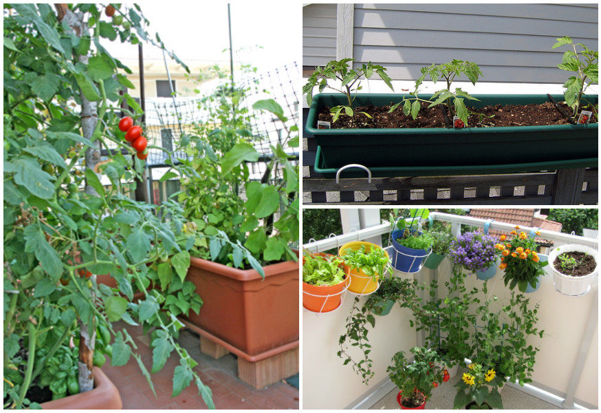 Какие овощи на балконе можно выращивать: виды и сорта