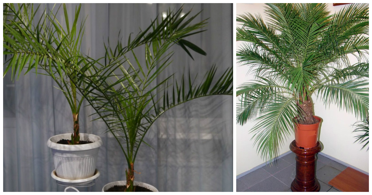 Вырастет ли финиковая пальма в домашних условиях из косточки? финиковая пальма: выращивание и уход :: syl.ru