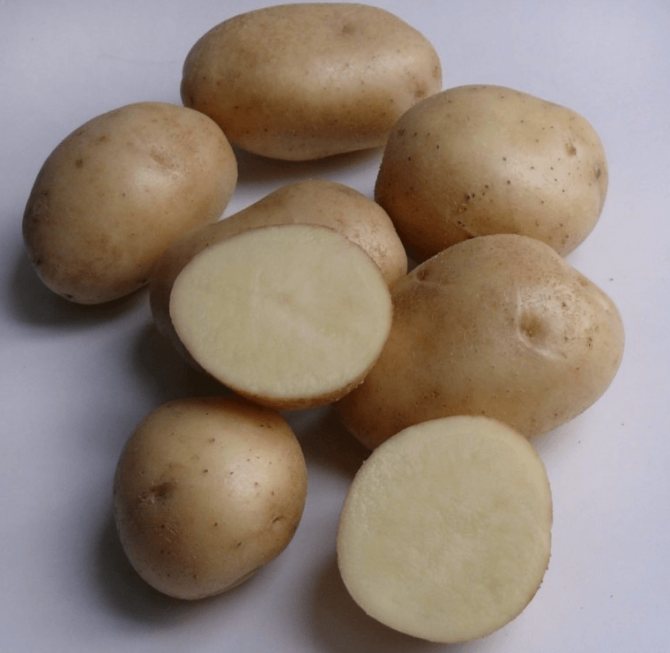 Неприхотливый раннеспелый сорт картофеля «любава» для длительного хранения