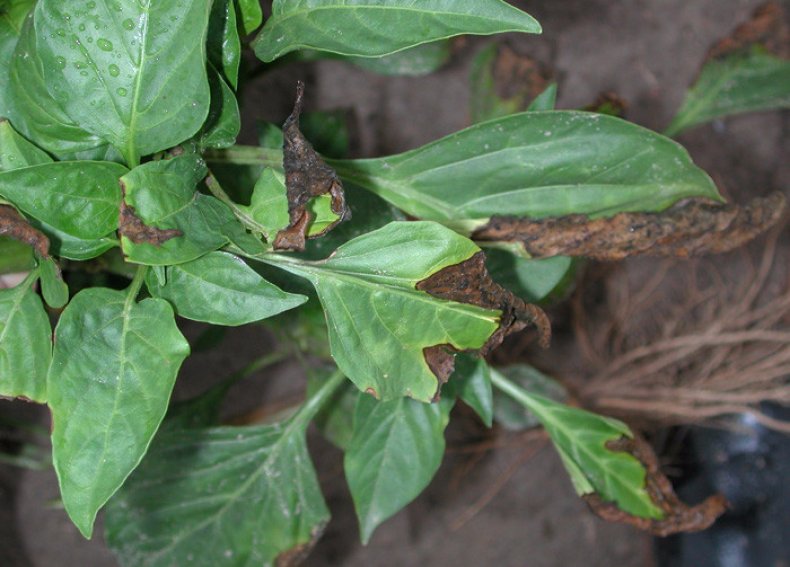 Болезни перца на листьях в теплице фото и их лечение