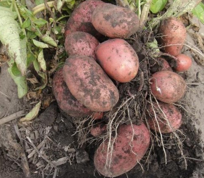 Лучшие сорта картофеля для выращивания в сибири