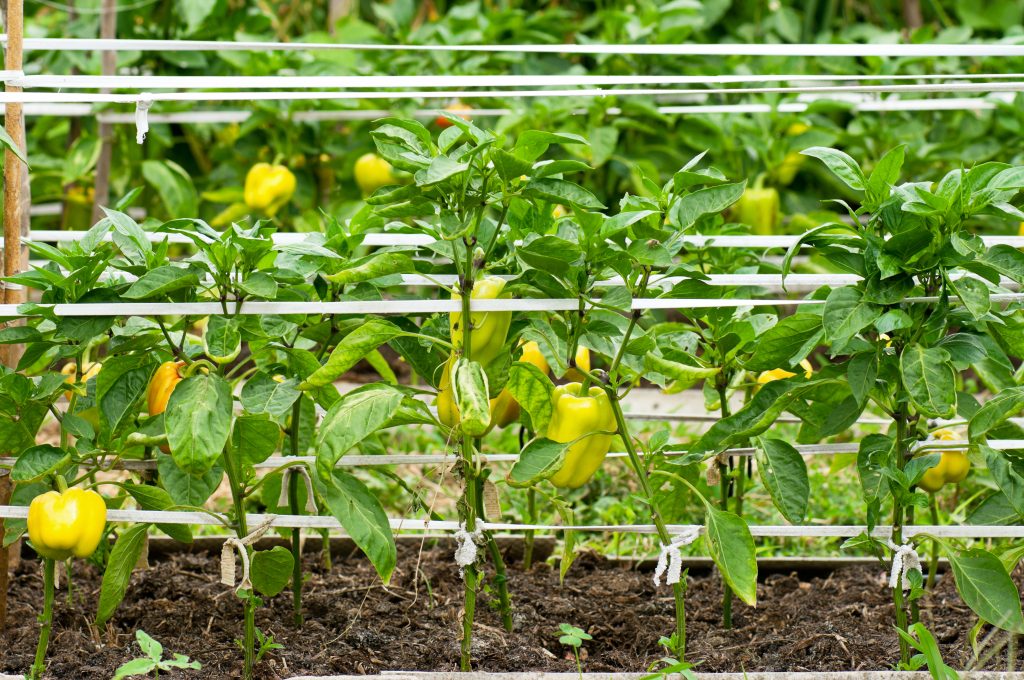 От выбора семян до сбора урожая: пошаговая инструкция по выращиванию перцев в теплице