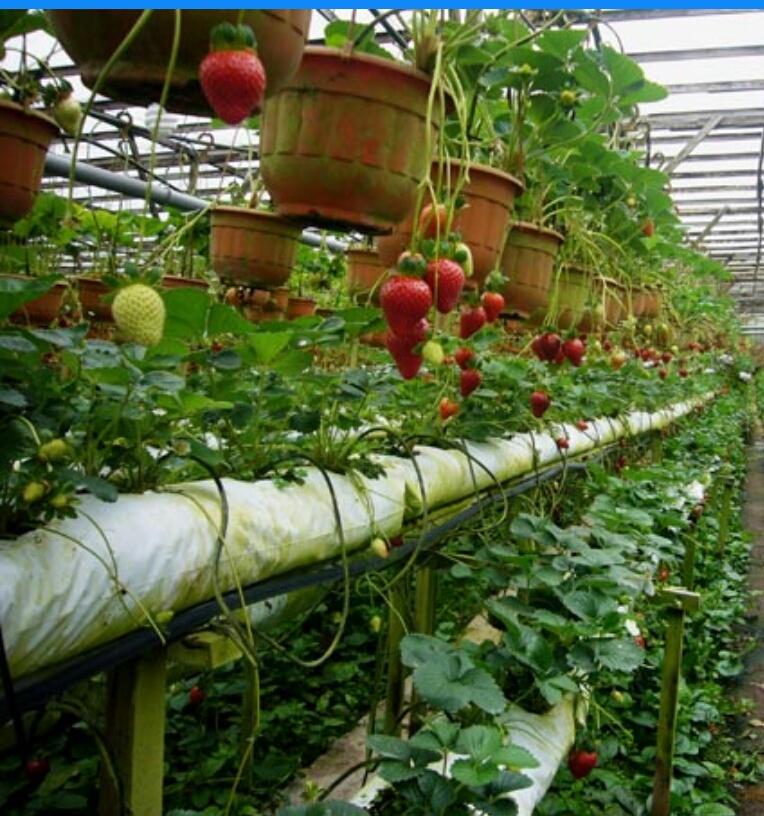Промышленное выращивание клубники в теплице круглый год :: businessman.ru