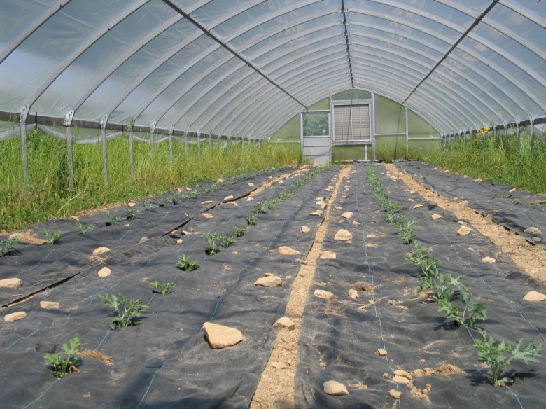 Выращивание арбузов в теплице – как достичь хорошего урожая