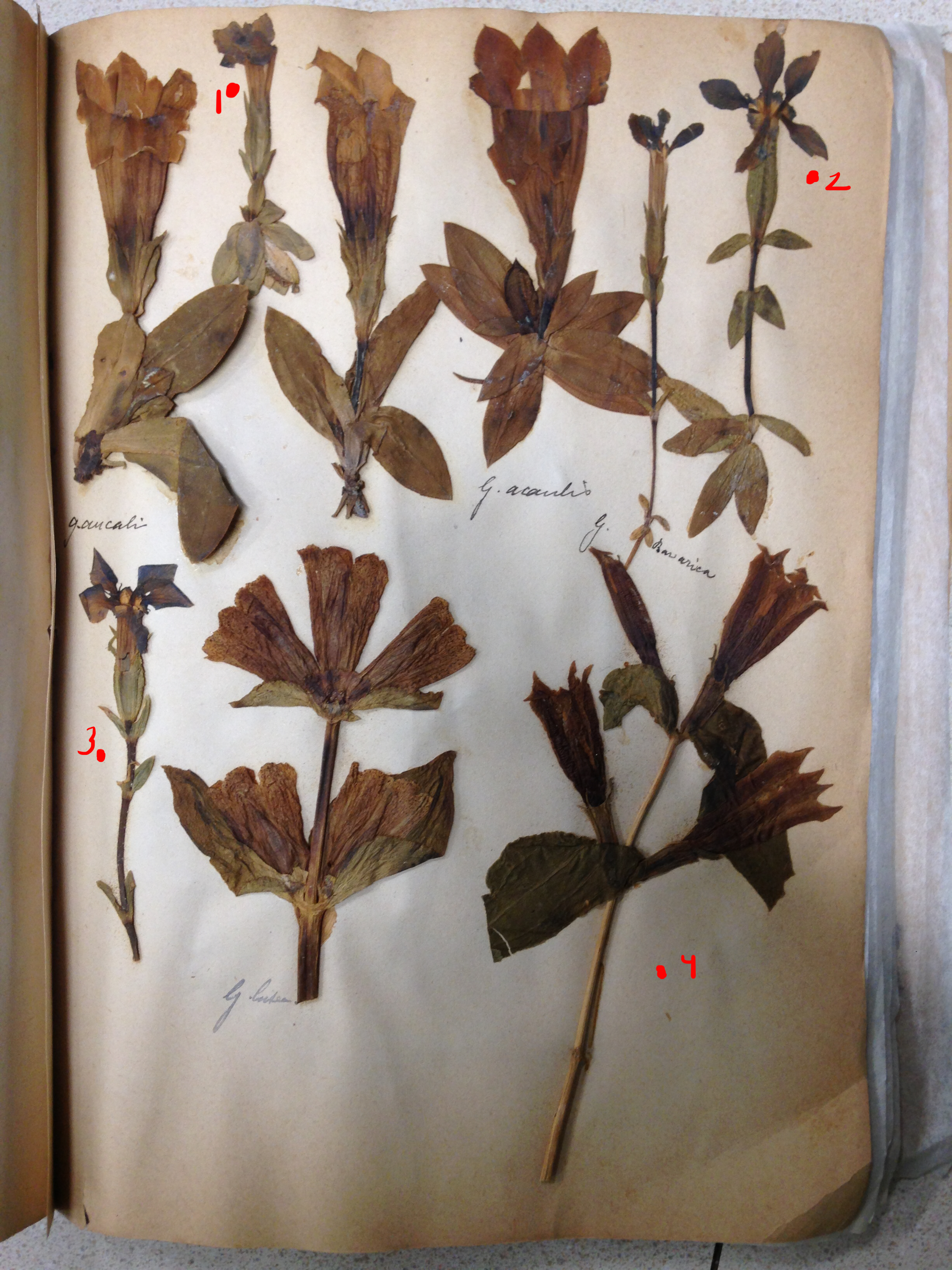 ???? гербарий из листьев своими руками: правила гербаризации и ничего сложного