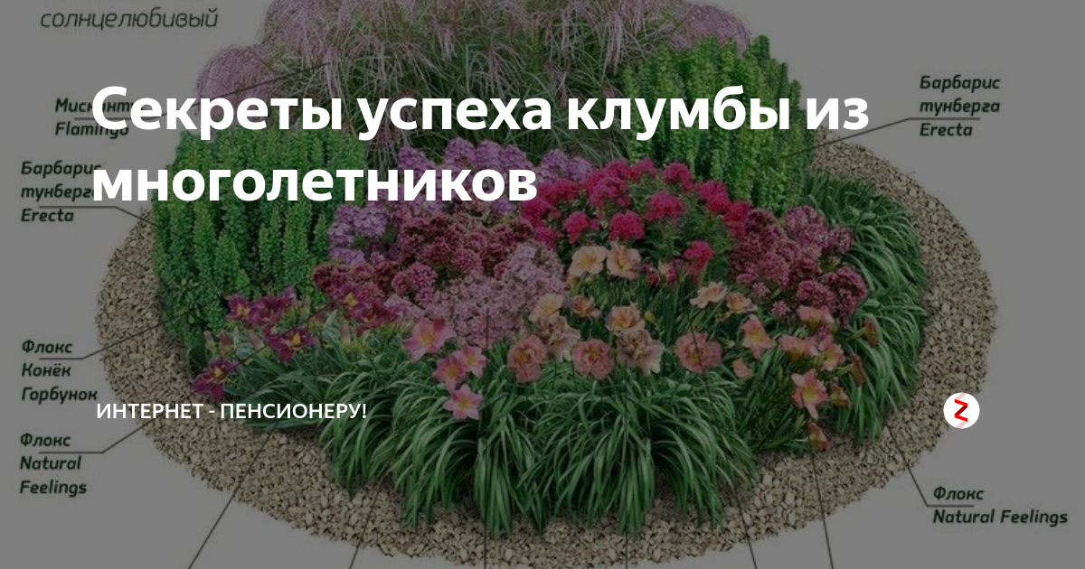 Клумба из многолетников непрерывного цветения схема и фото для начинающих пошагово