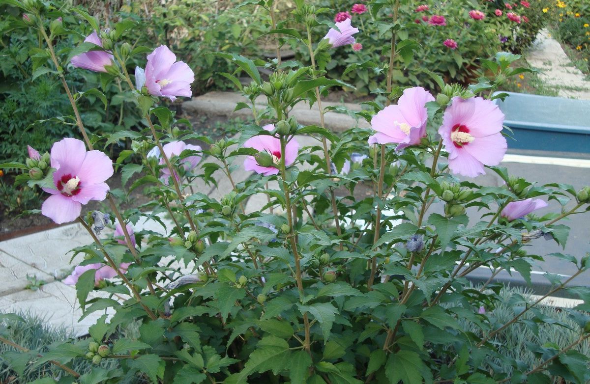 Гибискус садовый: красота и польза в одном растении!