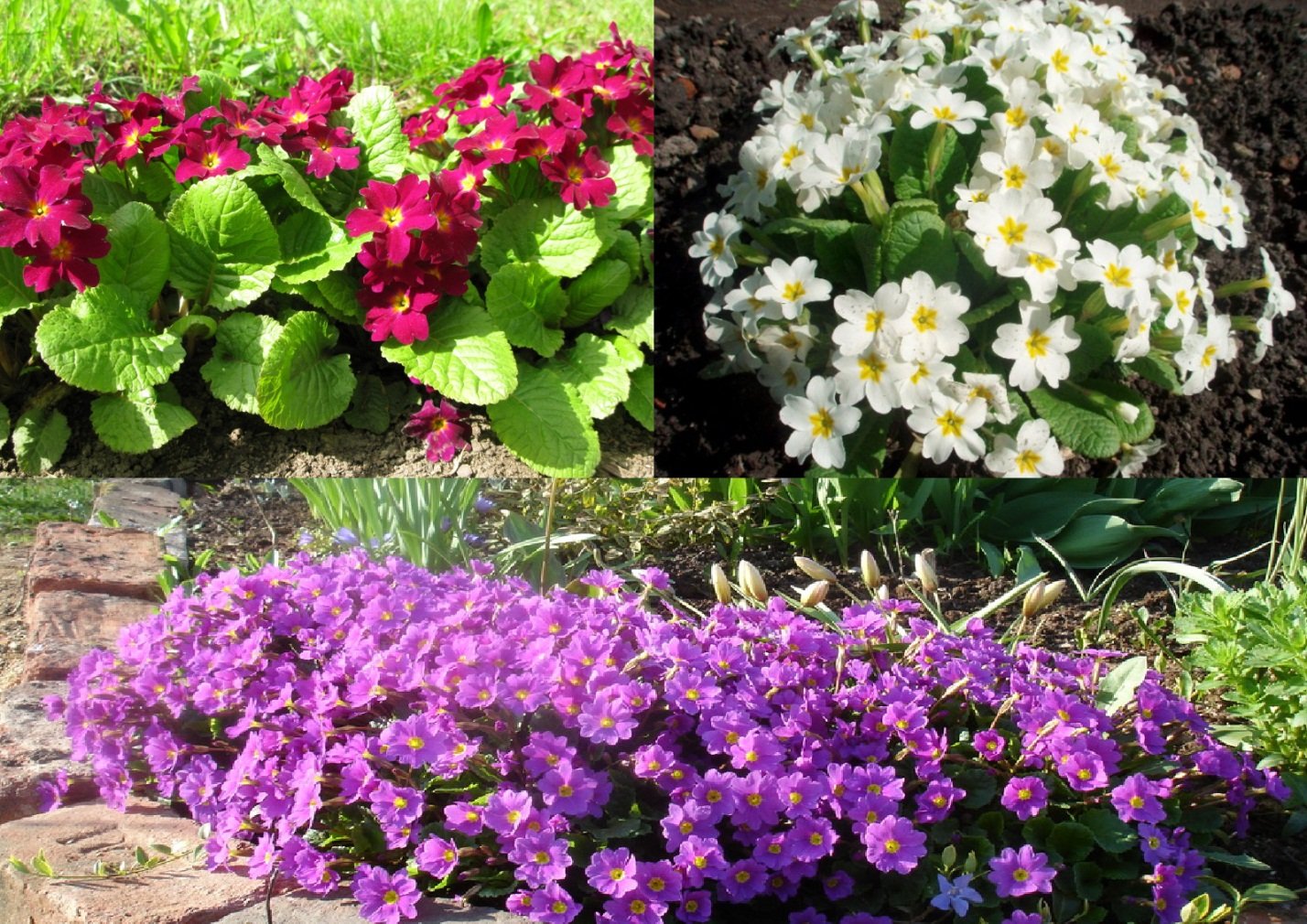 многолетние цветущие растения фото