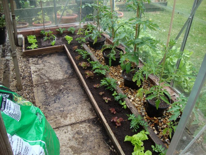 Выращивание томатов в теплице: посадка и уход
