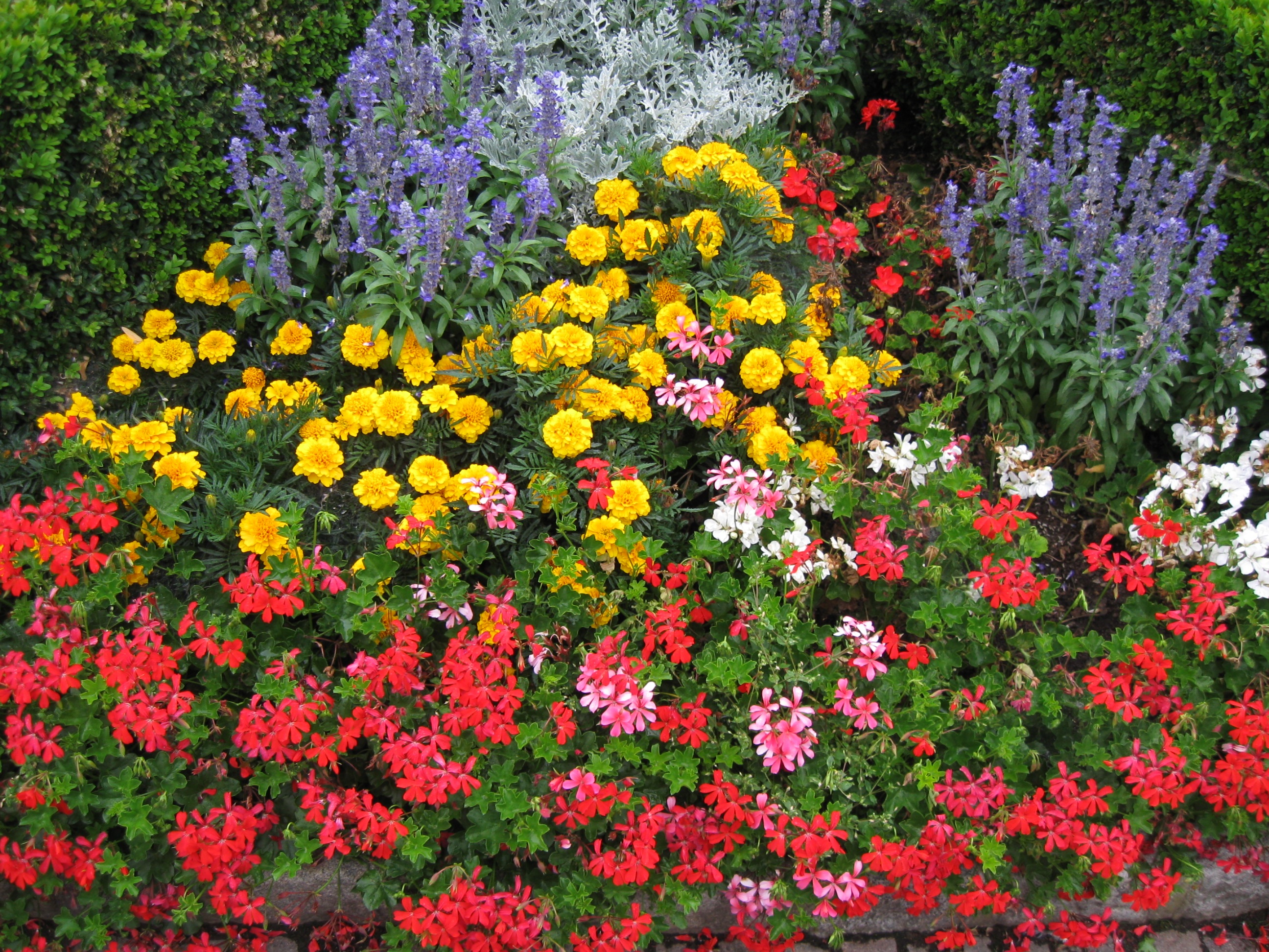 Неприхотливые долгоцветущие цветы многолетники и однолетники для сада и дачи: обзор растений с фото