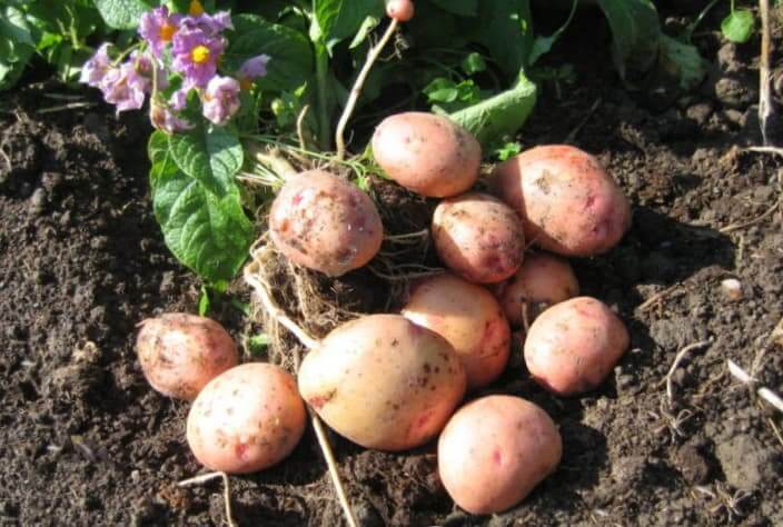 Картофель для сибири: сорта с описанием и фото