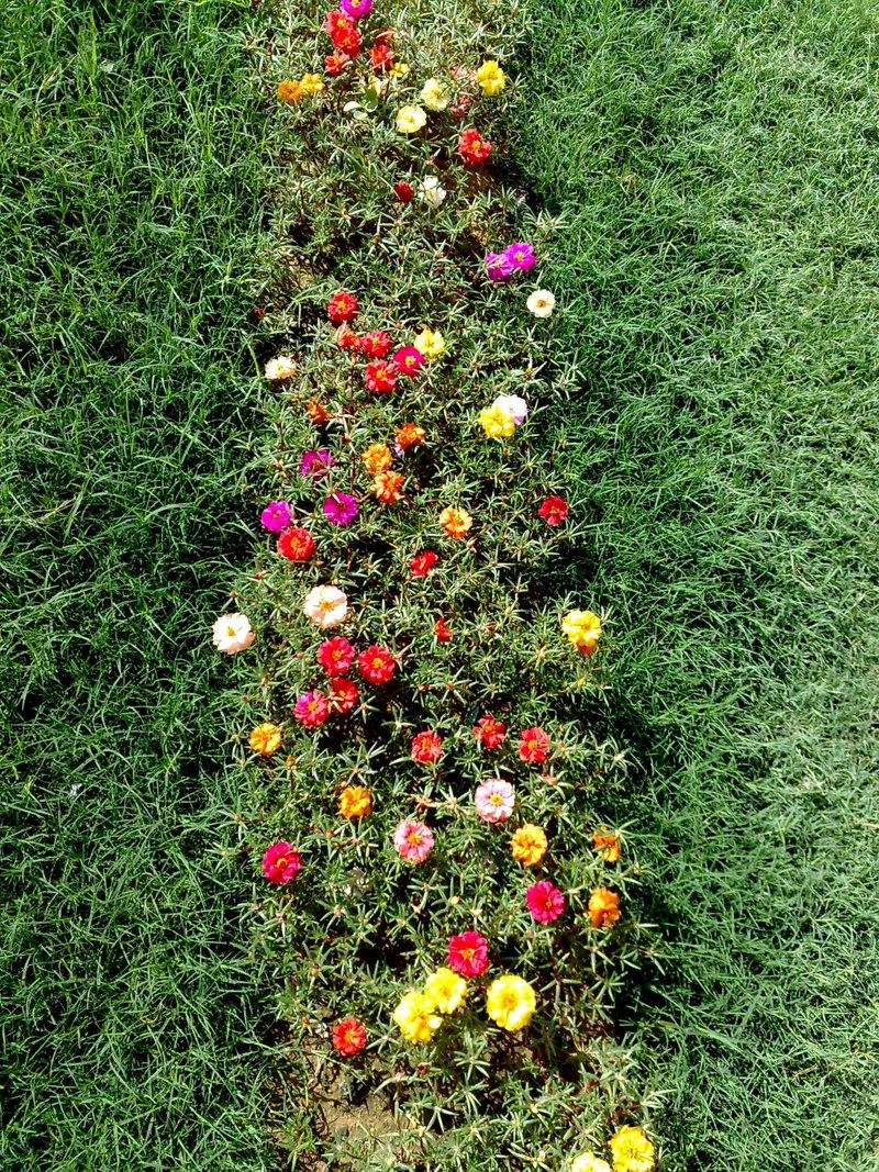 Портулак: «сорняк» во саду ли, в огороде