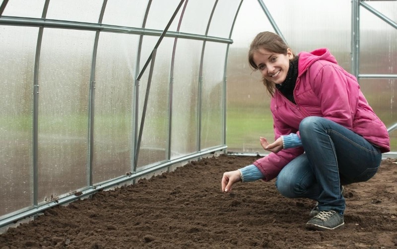 Как выращивать помидоры в теплице зимой: пошаговая инструкция для получения богатого урожая круглый год
