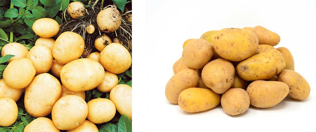 Картофель сорта «агрия»: описание и особенности культивирования