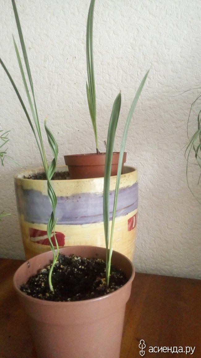 Финиковая пальма из косточки: как посадить и вырастить