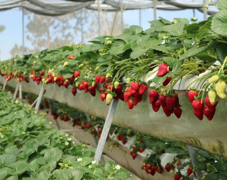 Выращивание ягод, как выгодный бизнес — как заработать на клубнике: подробный бизнес-план